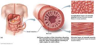 The Involuntary Muscle That Moves Food Through The Digestive System Is Called What Kind Of Muscle Socratic