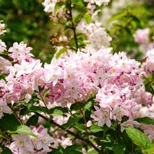 Image result for Deutzia x hybrida ′Mont Rose