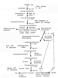 Biochemistry Basics Pogil Answer Key Free Glycolysis Biochimie Chimie Apprentissage