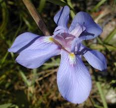 Image result for Moraea simulans