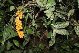 Image result for Deinbollia