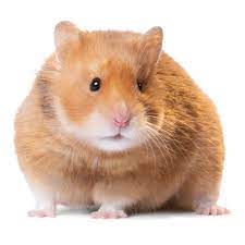 On average, they live for 2 years. Short Haired Hamster Small Pet Hamsters Guinea Pigs More Petsmart