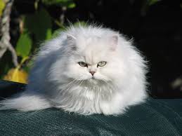 Chinchilla Cat Chinchilla Longhair Cat Fun Animals Wiki Videos Pictures Stories Fancy Cats Cats Gorgeous Cats