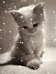 Wallpaper Gif Cute Animation Moving Wallpapers Animated Wallpapers For Mobile Cat Wallpaper