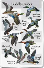 Waterfowl Identification Chart Google Search Duck Blinds