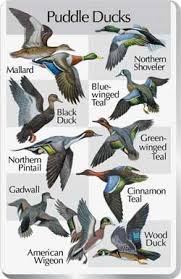 waterfowl identification chart google search waterfowl