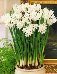 Paperwhites I Grew A Small Bunch Of These Inside One Winter Very Cheery On Those Gray Days Paperwhites Daffodil Bulbs Plants