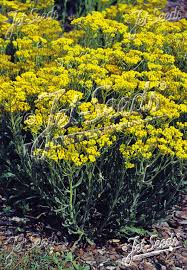 Image result for Helichrysum aureum