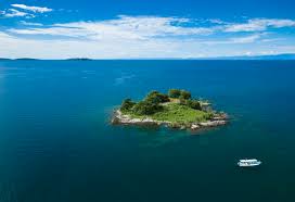 Image result for Tetradenia tanganyikae