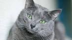 Russian Blue cat price range. Russian Blue kittens for ...