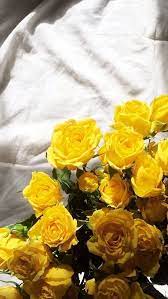 Fantastic Pics Yellow Roses Snapchat Thoughts Roses Tend To Be A Perfect Way To Converse Feeli Yellow Roses Iphone Wallpaper Yellow Sunflower Iphone Wallpaper