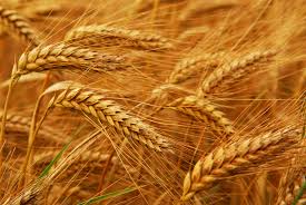 Jangan lupa untuk membawa makanan dan minuman untuk dinikmati sambil berkelah dan menghirup udara segar di sini. Pelita Hati 23 07 2017 Menjadi Gandum Bukan Ilalang Sesawi Net