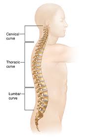 Attached to the pelvis are muscles of the buttocks, the lower back, and the thighs. How Your Back Works