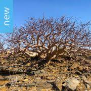 Image result for Commiphora pteleifolia