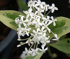 Image result for Ixora praetermissa
