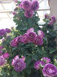 Lavender Crush Pinteresting Against Poverty Human Right S Football Lavender Roses Garden Beautiful Flowers Rose Photos
