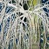 View picture > plant information and pictures. 1