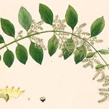 Image result for Salvadora australis