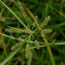 Image result for Cyperus zollingeri