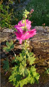 Cutting back perennial hollyhocks is what helps these lovely flowers survive for more than two years. Hollyhock Sowing Planting And Caring For Hollyhocks