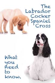 The puppy's mind is like a sponge, so the more commands you put into that brain, the better trained the labrador cocker spaniel mix is. Welcome To Our Complete Guide To The Cocker Spaniel Lab Mix