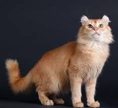 American Curl Kedi Cinsi Patibiyografi 2020 Kedi Vucut Yapisi Amerikan