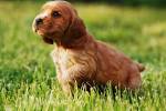 Cocker Spaniel Puppies for Sale in Michigan - DogsNow