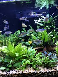 Pin By Khaled Alqallaf On Aquarium Planted Aquarium Aquarium Fish Fish Tank Design