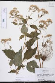 Image result for Ageratinastrum