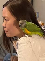 Found bird in Joondanna area