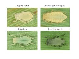 Image result for Agrocharis incognita