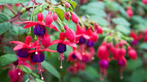 Wildflowers Of Ireland Fuchsia Plant Plants For Hanging Baskets Container Plants