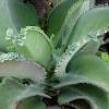 How to grow a mother of thousands plant. 1