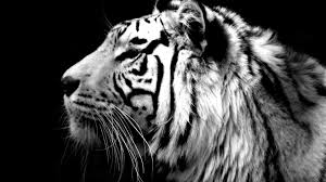 Here are only the best white tiger wallpapers. Black And White Tiger Wallpaper Posted By Ethan Peltier