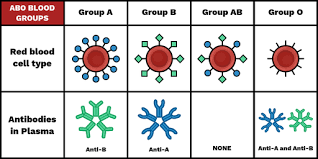 Image result for Blood Type