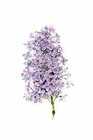 Watercolor Lilac Flower Wall Art Print Lilac Painting Print Flower Illustration Botanical Art Livingroom Decor Kitchen Wall Art Lilac Painting Flower Wall Art Flower Illustration