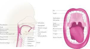 Head And Neck Squamous Cell Carcinoma Nature Reviews Disease Primers