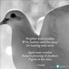 Share motivational and inspirational quotes about pigeons. Neighbor Dusts Window Wit Quotes Writings By Srinivas Rajan Yourquote