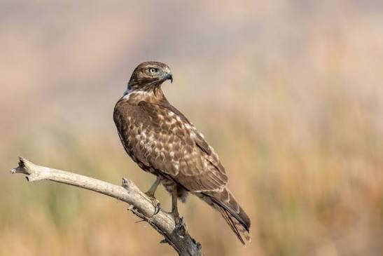 Red-Tailed Hawk