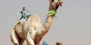 The camel festival area will be open from 9 am to 10 pm every day during the. Saudi Arabia Banks On Beautiful Camels To Reach Out To The World The New Indian Express