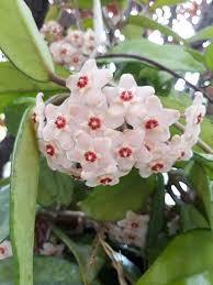 Pin On Plant Care Not Just Dust Blog
