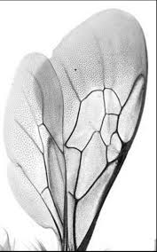 Minus The Thick Dark Area Outline Instead Black Line And Dotwork Or Grey Brown Bee Wings Brown And Grey Geometric Tattoo