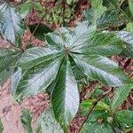 Image result for Vitex ferruginea