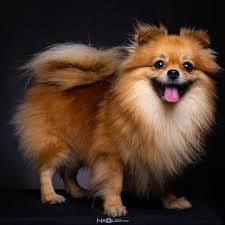 Pomeranian Boo Cinsi Kopek Bakimi Ve Ozellikleri