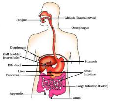 Body cylindrical, elongated and without true segmentation and exoskeleton. 20 Important Diagrams For Cbse Class 10 Science Board Exam 2020 You Must Practice Aglasem Schools