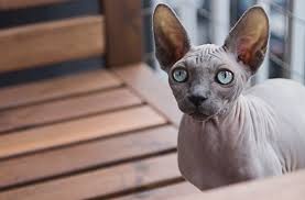 For the best experience, we recommend you upgrade to the latest version of chrome or safari. The Top Hairless Cat Breeds Bechewy