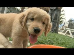 Golden Retriever Puppies Play With Ice Cubes And Get Ice Stuck All Over Themselves Youtube