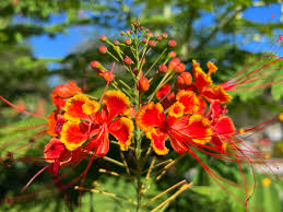 Image result for Caesalpinia rostrata
