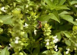 More images for basil with purple flowers » Why Is My Basil Flowering Gardener Report