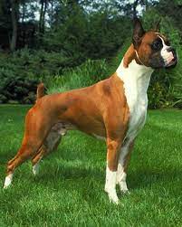 Average Size And Weight Of Boxer Dogs Annie Many